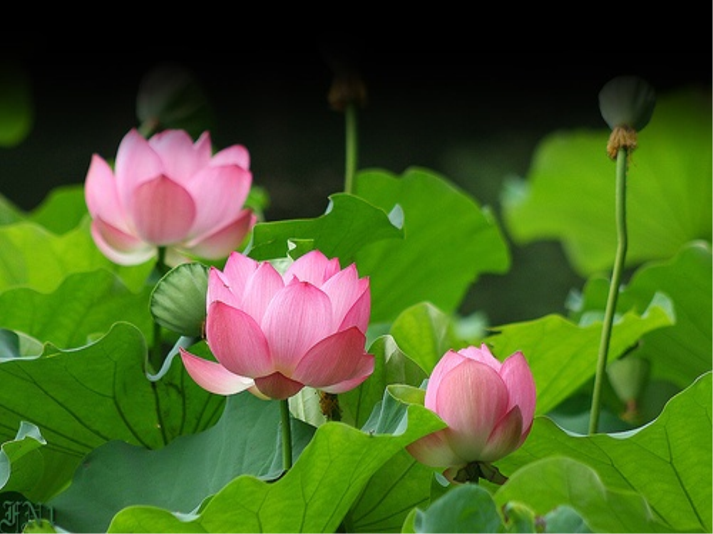 Lòng từ và sự cảm thông